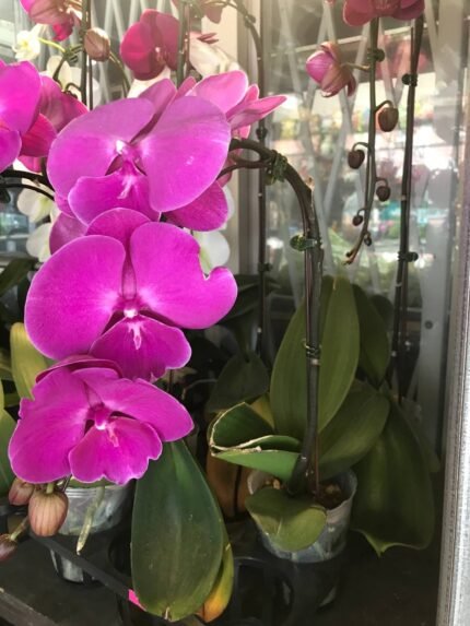 Phalaenopsis Multiflora purple
