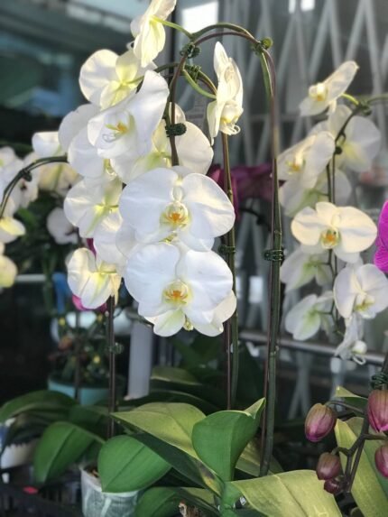 Phalaenopsis Multiflora White