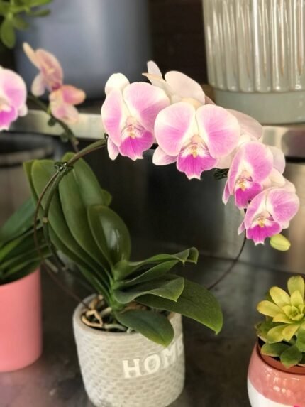 Phalaenopsis Multiflora pink