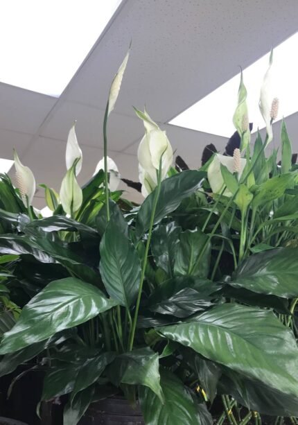 Spathiphyllum